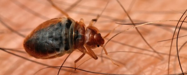 Here's the best way to avoid bringing home bed bugs, according to science